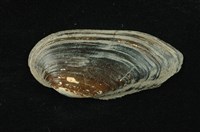 藏品(石蚌)的圖片